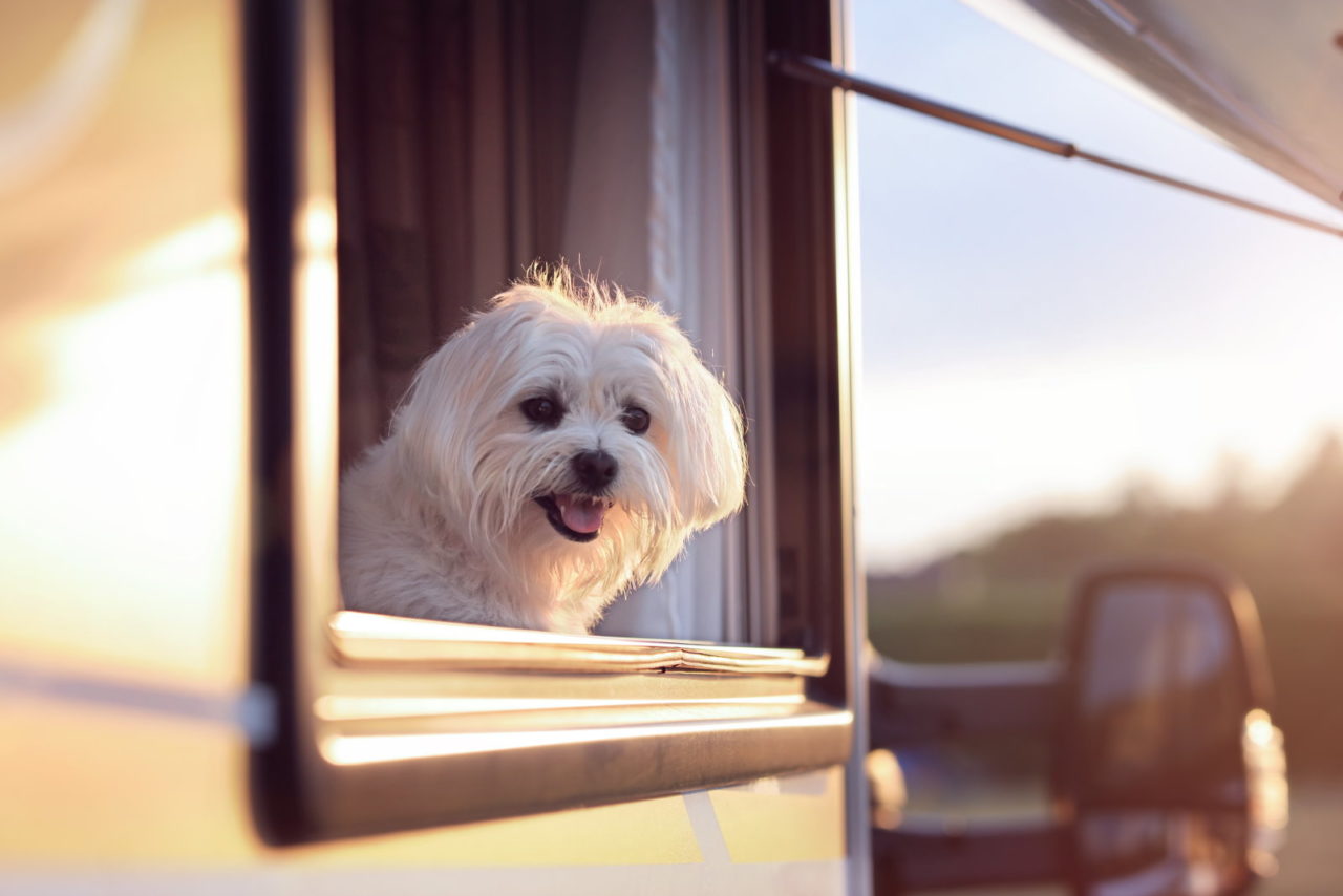 Ein Kleiner Weißer Hund Schaut An Einem Sonnigen Tag Aus Dem Fenster Eines Wohnmobils