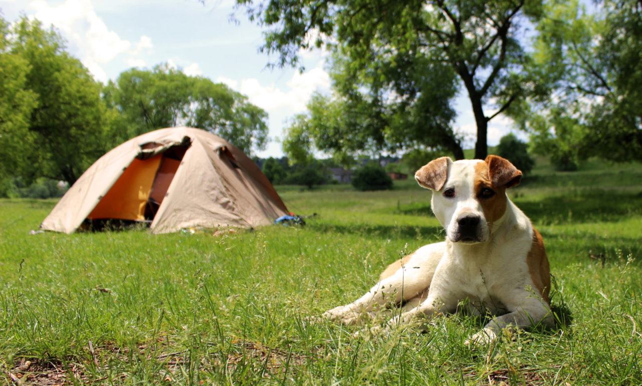 Hund liegt auf einer Wiese vor einem Zelt