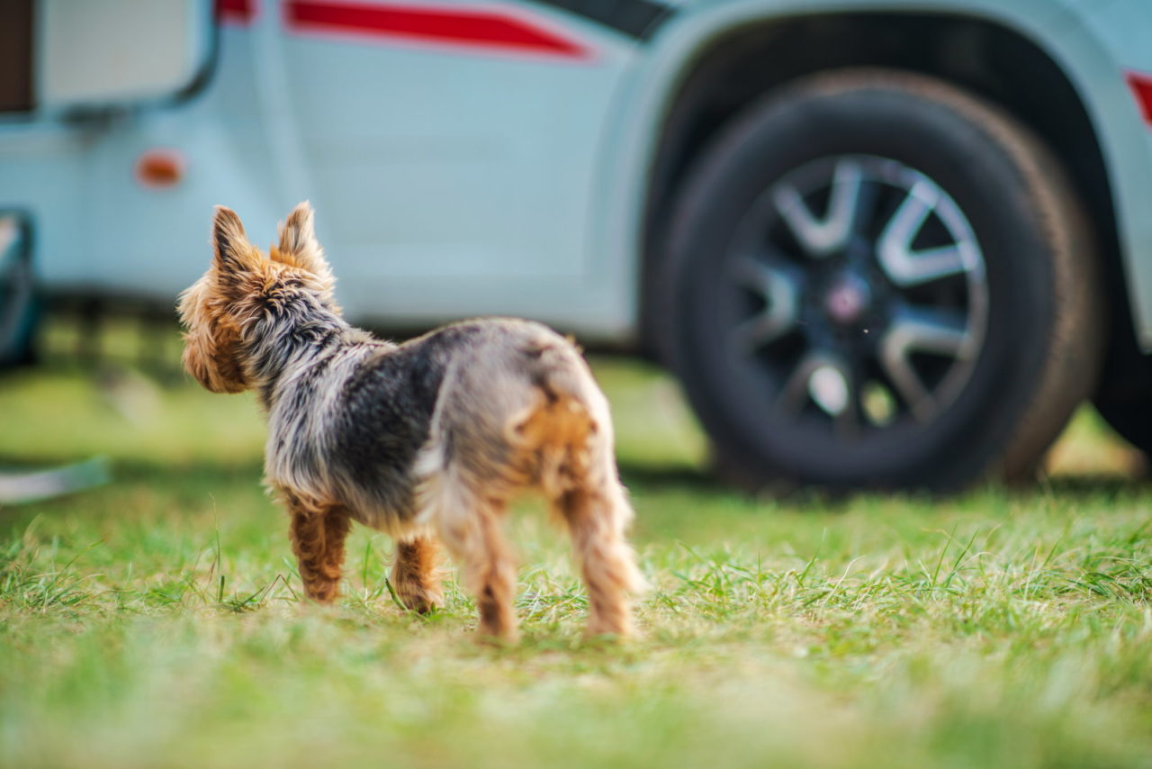 Kleiner, brauner Hund steht vor dem Reifen eines Wohnmobils