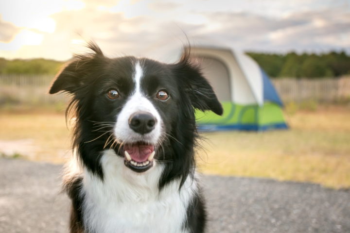 Neugieriger schwarz-weisser Hund steht vor einem Zelt