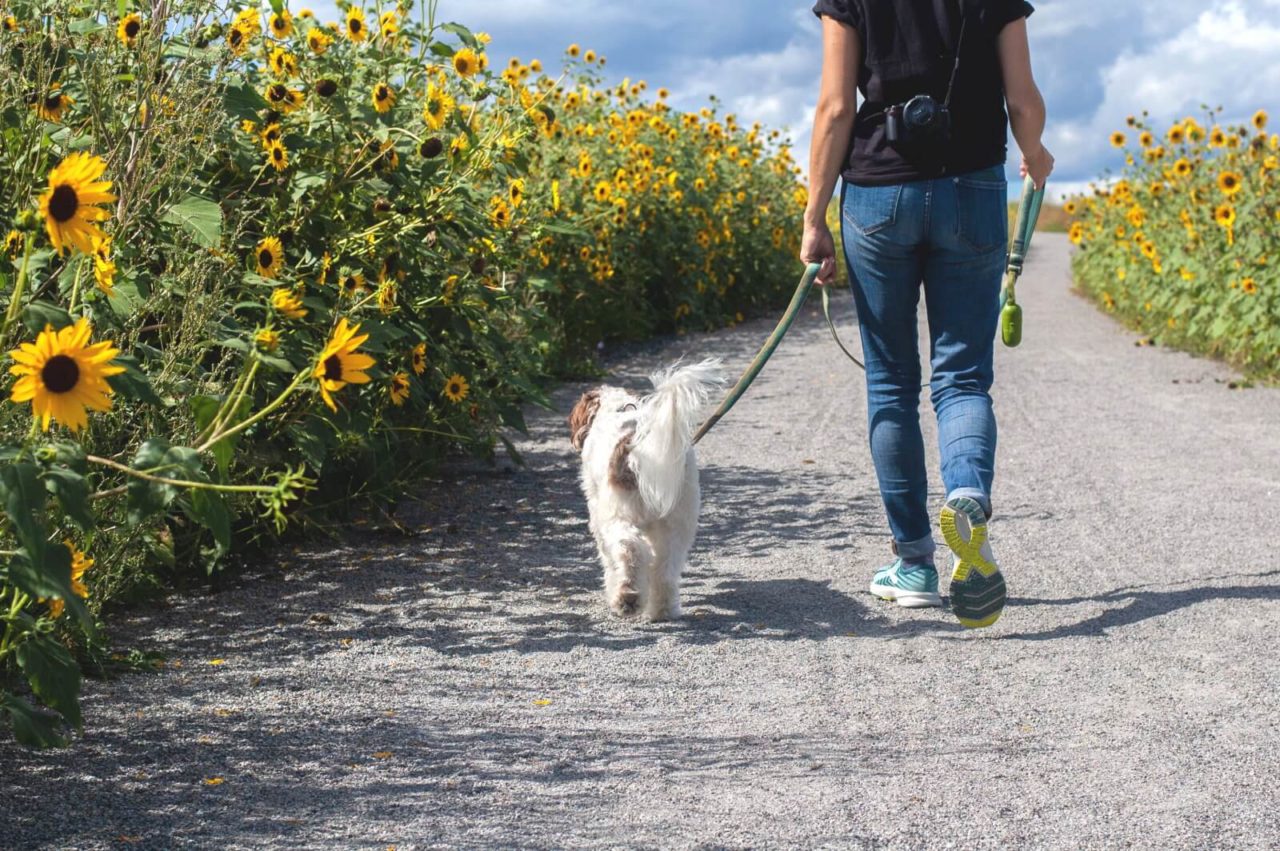 Spaziergang mit Hund auf einem Weg durch ein Feld mit Sonnenblumen