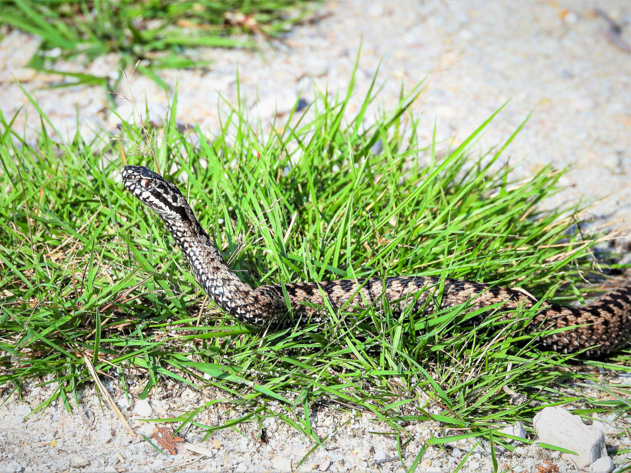 Schlange, Kreuzotter im Gras