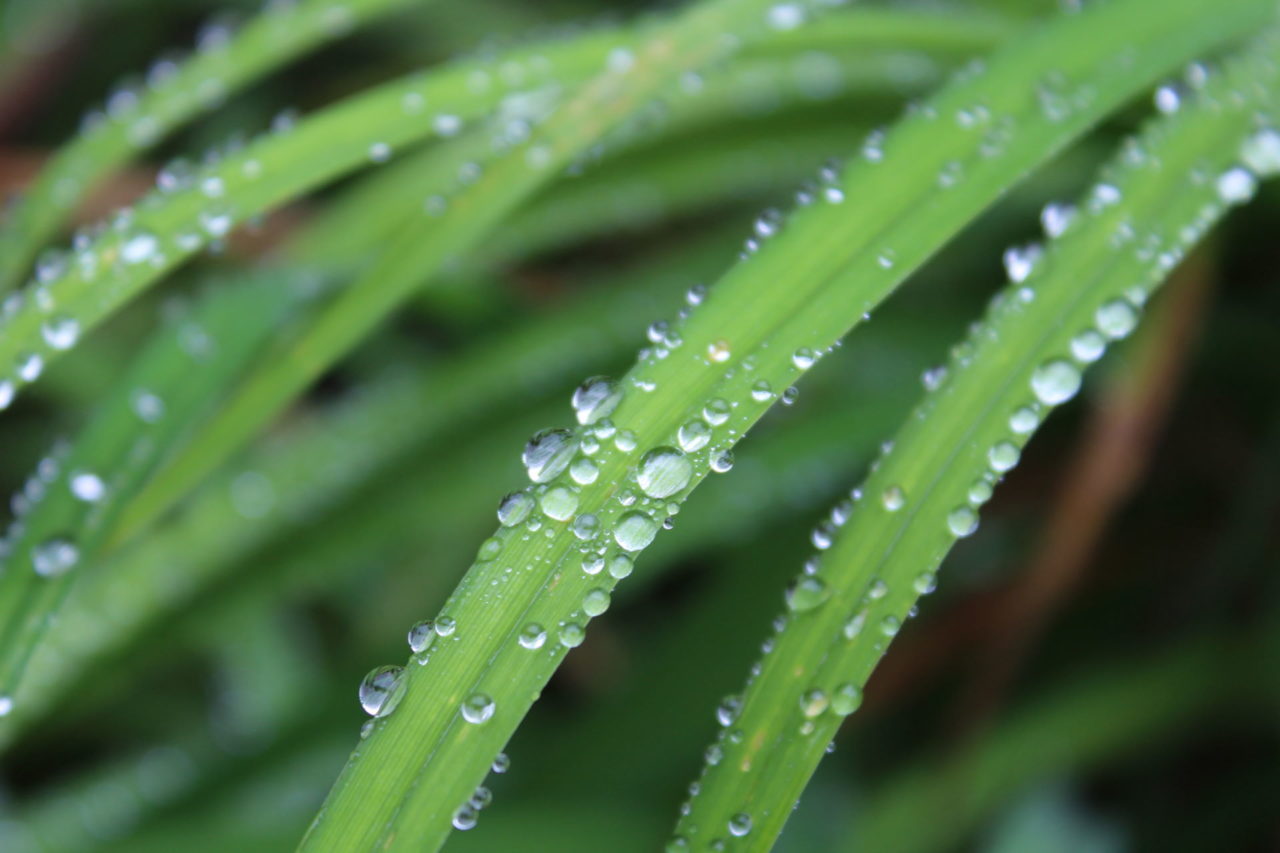 Zelt Richtig Imprägnieren Wassertropfen Auf Einer Grünen Pflanze