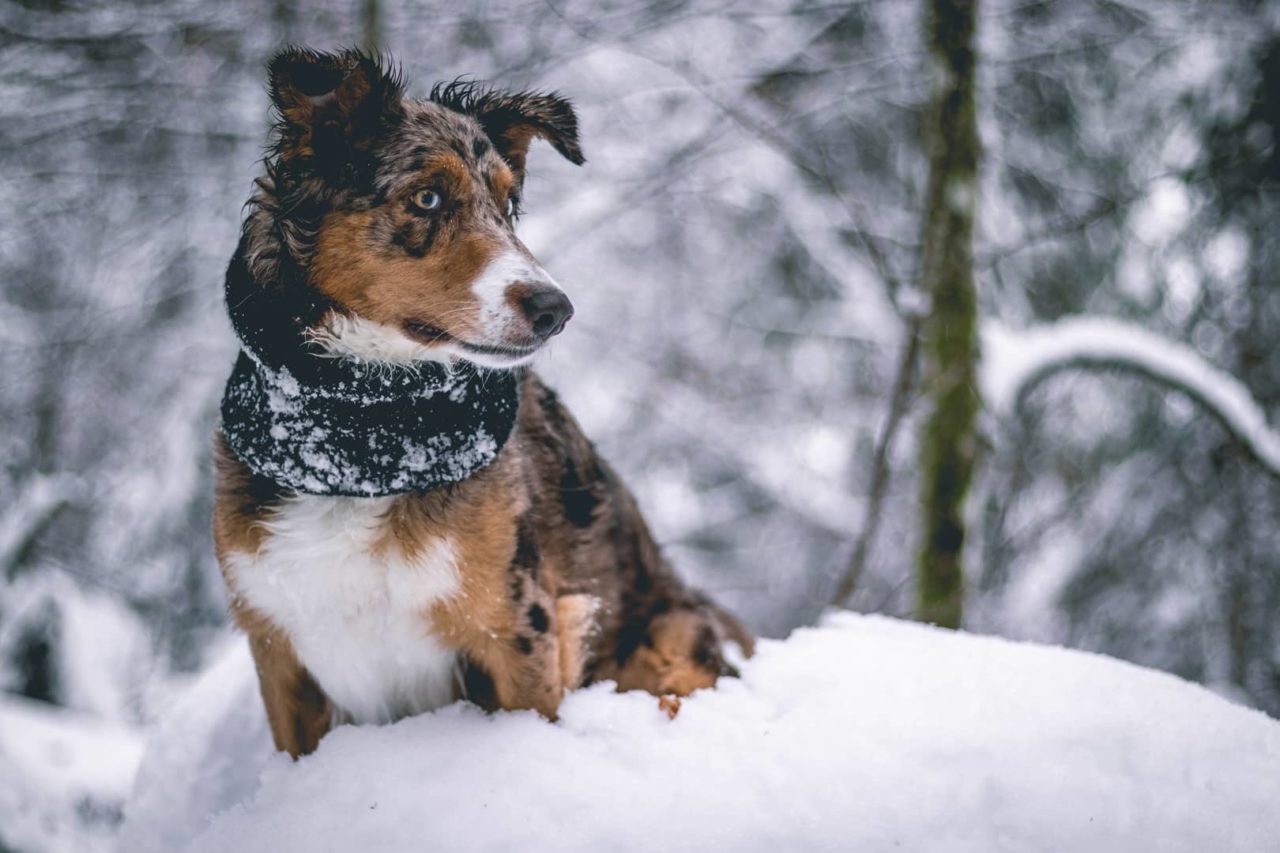 hund im schnee mit schal