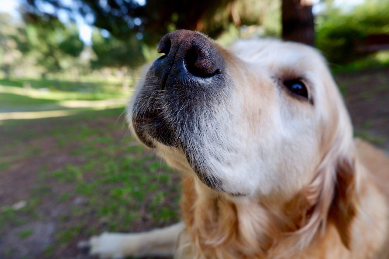 Ein liegender Hund streckt seine Nase in die Kamera