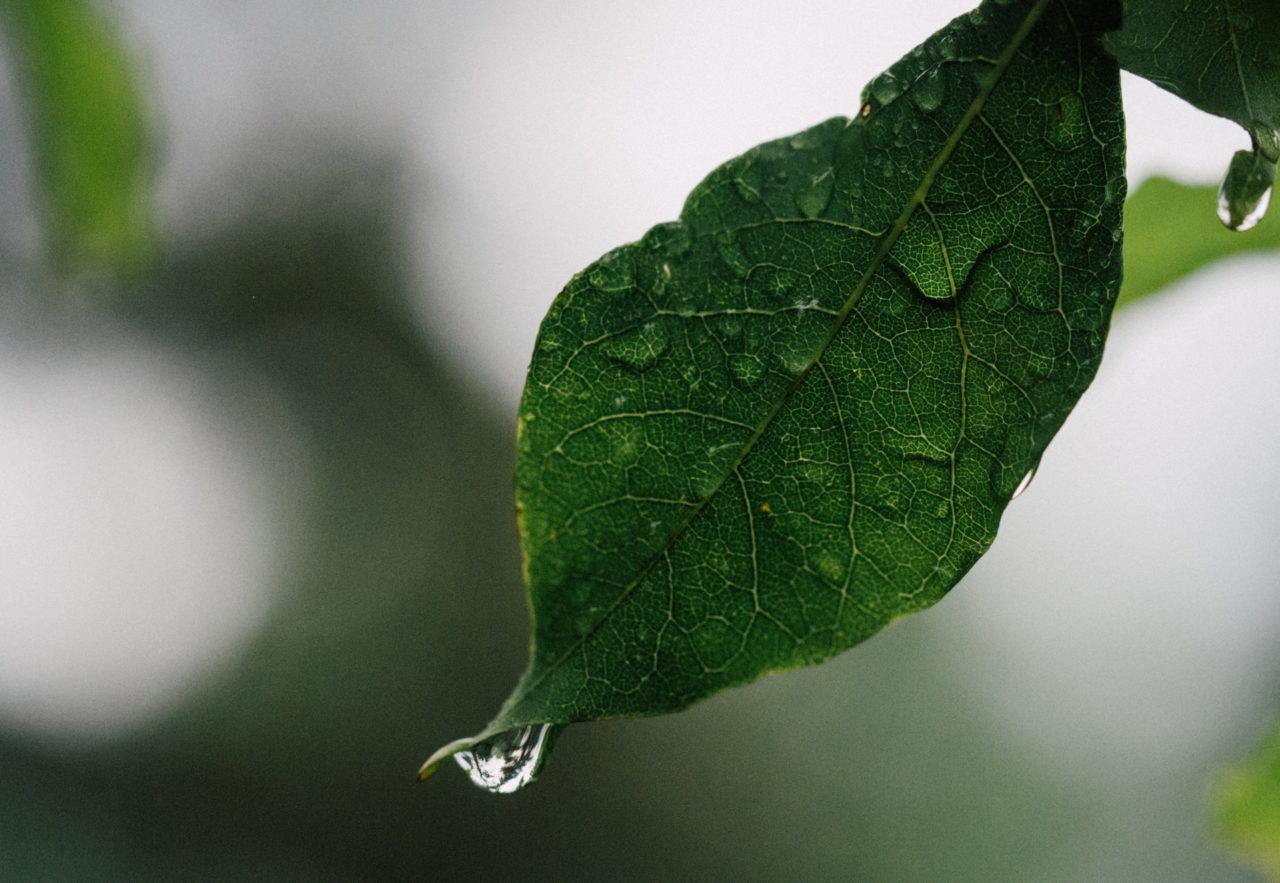 Ein Wassertropfen hängt an einem Blatt