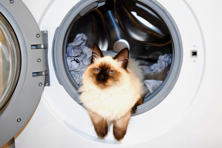 Eine Katze liegt in der Trommel einer Waschmaschine